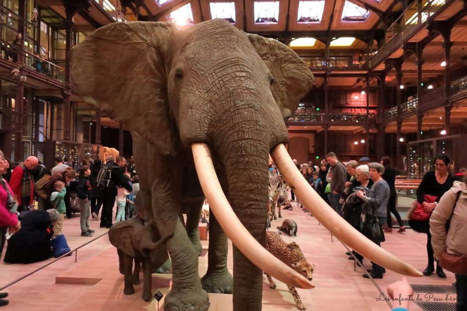 Museum National d’Histoire Naturelle à Paris - Eléphant