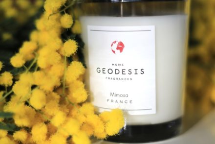 Geodesis bougie mimosa