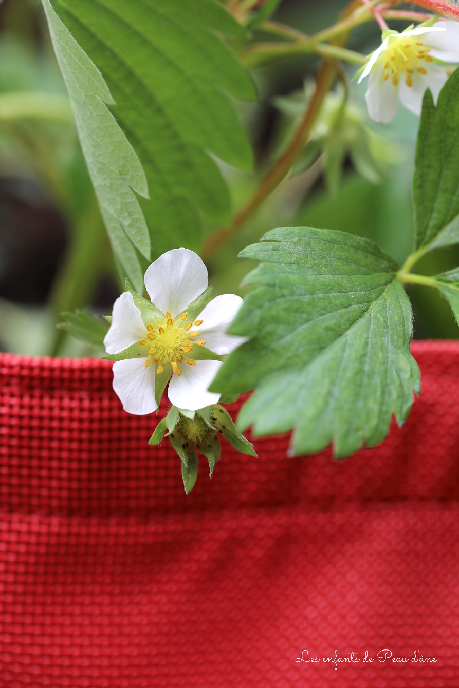 Bacsac - Potager fleur fraise